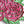Load image into Gallery viewer, 3D Flower SVG DXF 8 Layer - Peony Svg-Rishasart
